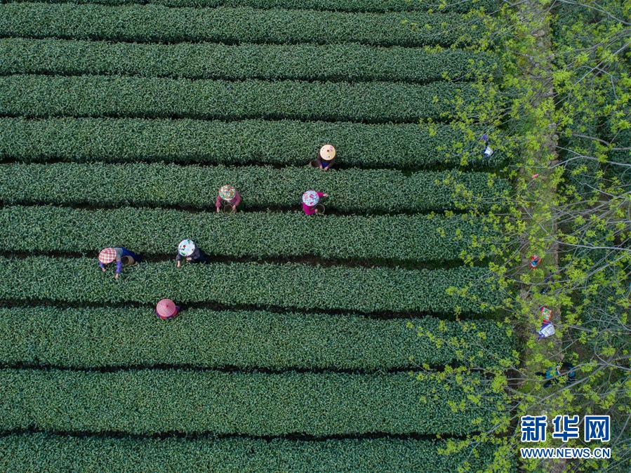 螞蟻莊園8月25日今天答案 小雞寶寶考考你下列哪句詩描繪的是秋天的