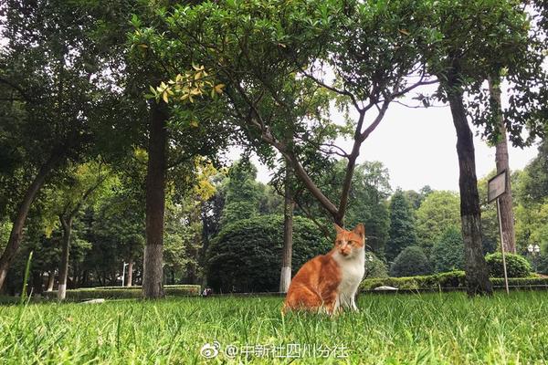 蘇翊鳴問“考清華難么”？清華大學回復