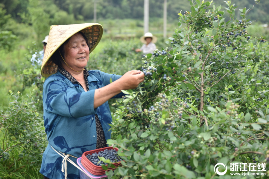 非洲杯賽：歷屆冠軍與趨勢分析