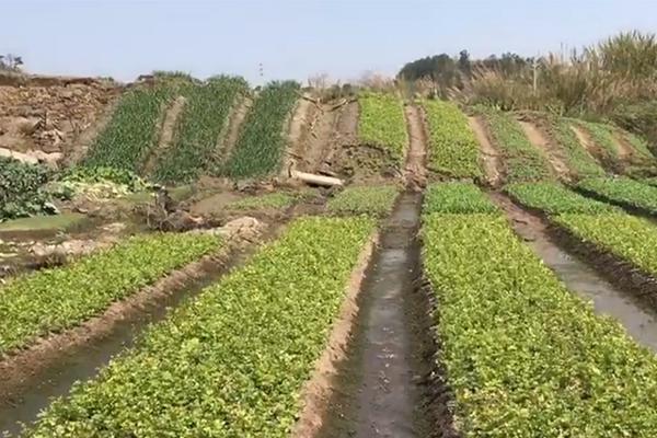 《全職獵手》金幣樂園 做采蘑菇的小獵手