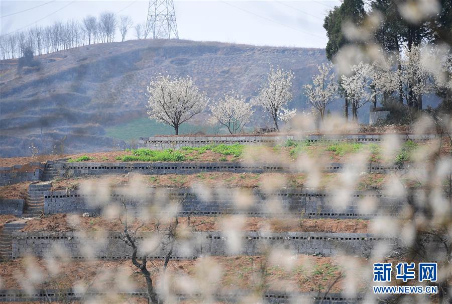 綠軍主帥：約基奇是我見過最會傳球的中鋒