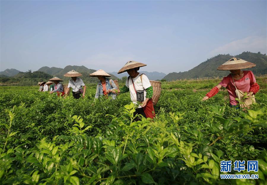 奶茶里的珍珠是用什么做的 螞蟻莊園今天答案共享[多圖]